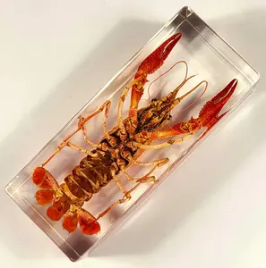 4.3" Real Red Crayfish in Crystal Clear Lucite Resin Specimen Preserved Animal Taxidermy Crafts Collection Decor