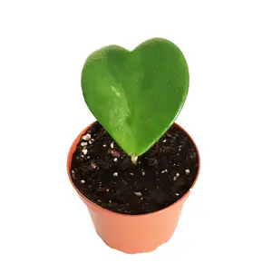 Hoya Kerrii (Single Heart, Non-Variegated) - 4'' from California Tropicals