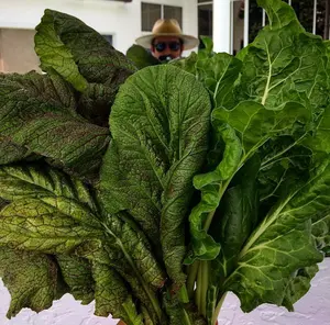 Red Garnet Mustard Seeds