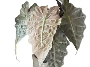 Alocasia Polly Pink Mint Tissue Culture - Live Houseplant - Rare Variegated Aroid - Exotic Tropical Foliage - Indoor Plant Gift - Embryonic Plantlet - Collector's Item