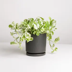 4" Pothos 'N' Joy w/ Black Pot