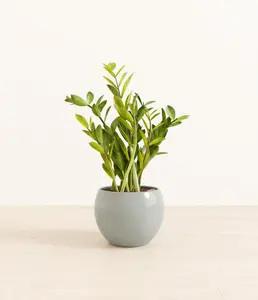 ZZ Plant