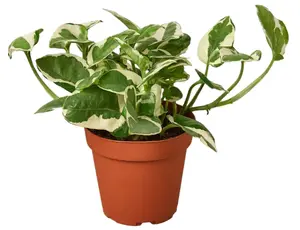 4" Pothos N'joy Plant