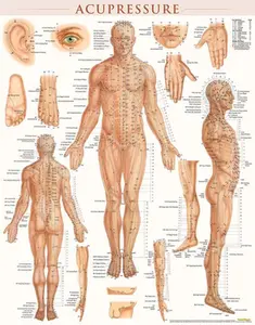 Acupressure Poster (22 X 28 Inches) - Laminated: Anatomy of Points for Acupressure & Acupunture -- Vincent Perez, Wallchart