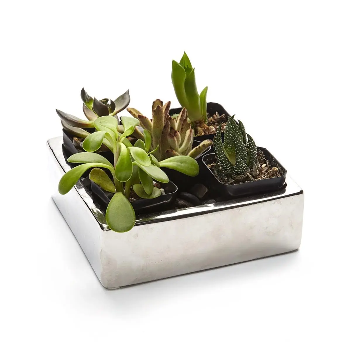 Athenas Garden  2 in. Live Succulent Gift Set - Five Plants