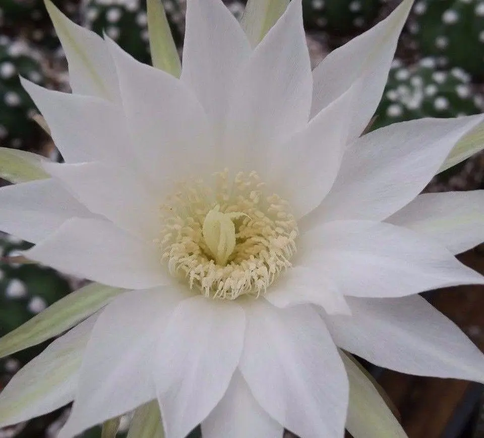 Domino Cactus - Echinopsis subdenudata 'fuzzy navel'