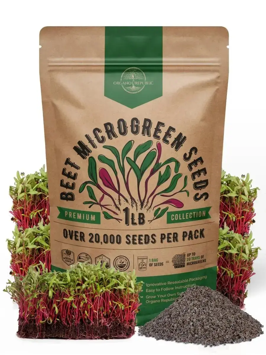 Beet Microgreens & Sprouting Seeds – Non-GMO Heirloom Beet Microgreens & Sprouting Seeds – Non-GMO Heirloom