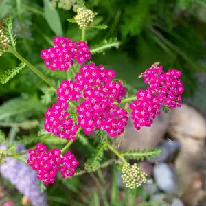 Yarrow "Cerise Queen" (Achillea) Plants  | Two Live Plants | Non-GMO, Hardy Flowering Perennial, Pollinator Favorite