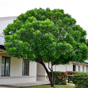 LIVE PLANT 3ft Japanese fern tree Filicium decipiens Fern-leaf Tree Kiora Payung