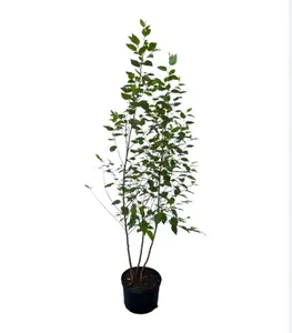 Large River Birch Tree Live Plant, Live River Birch Tree 12 to 16 Inches Tall Potted, Outdoor Tree Live, Tree Live Plant Outdoor