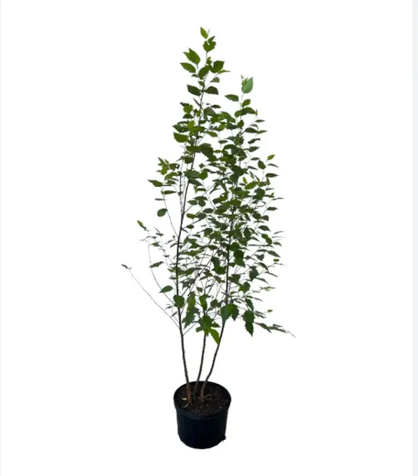 Large River Birch Tree Live Plant, Live River Birch Tree 12 to 16 Inches Tall Potted, Outdoor Tree Live, Tree Live Plant Outdoor