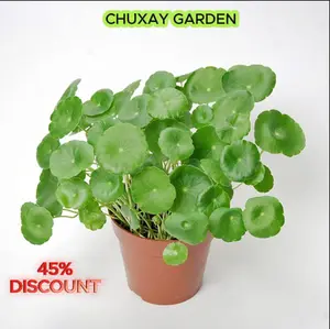 CHUXAY GARDEN Rich Copper Money Plant Seeds 100 seeds, Large Leaves Hydroponic Seeds, Sow All Seasons, Hydroponic Plant, Flower Pot Planting, Indoor Evergreen Seeds