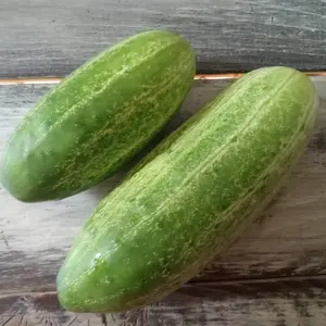Sumter Cucumber (Cucumis sativus 'Sumter') Organic Seeds – Heirloom Pickling Variety, Crisp Tender Flesh, Disease Resistant