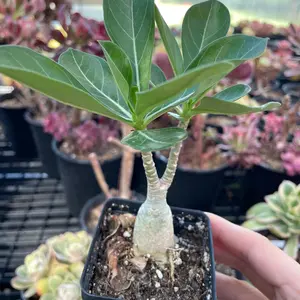 Adenium Obesum, Desert Rose, Great Starter Seedlings
