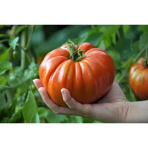 Beefsteak Heirloom Tomato Live Plant