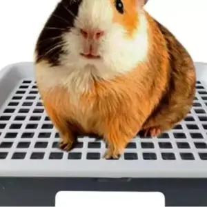 Guinea Pig Litter Tray Pan with Grate, Rat Box/Bed Cage for Potty Poop Trainer, Ideal for Guinea Pigs