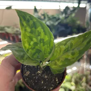 Aglaonema Pictum Tricolor Live Plant, 3in Pot - Indoor Houseplant for Home Garden Supplies, Live Plants