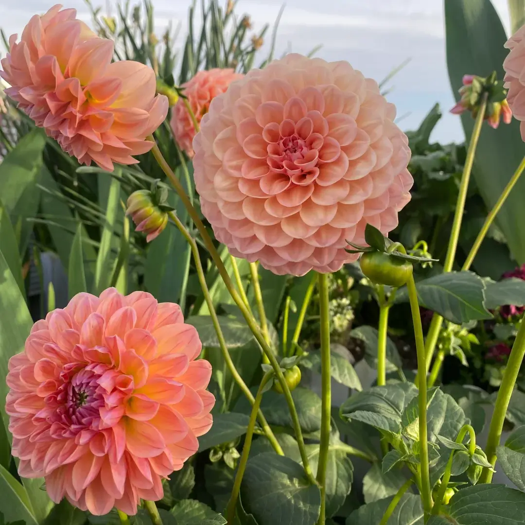 Linda's Baby Dahlia Tubers, Ball-Type Variety with Soft Blush Peach Blooms, Vigorous Summer-Fall Plant for Garden, Backyard Landscape & Cut Flower Use