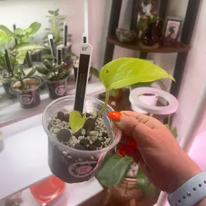 4 inch potted Neon Pothos