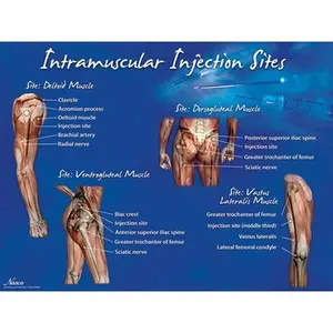 Simulaids Intramuscular Injection Site Models – Set