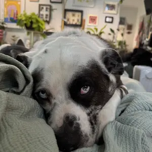 Crunchy Cod Skin Dog Treats By Hubert Pet | All-Natural, Single Ingredient, High Protein Puppy Chews