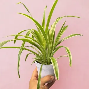 Spider Plant in - Ideal for Indoor Decor and Air Purification - Easy to Care for and Thriving in Low Light Conditions