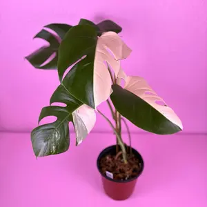 Monstera Borsigiana Albo 6” | Variegated Monstera | Rare Plant