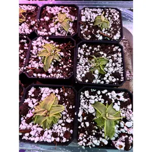 Pinguicula Primuliflora Carniverous Plant - The enchanted dewcatcher