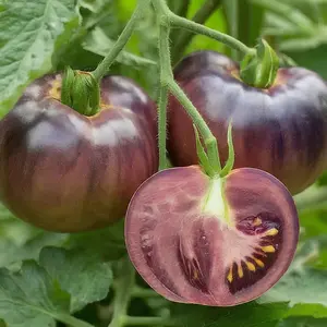 Organic Purple Cherokee Tomato Seeds (Solanum lycopersicum) – 15+ seeds Heirloom, Sweet, and Juicy