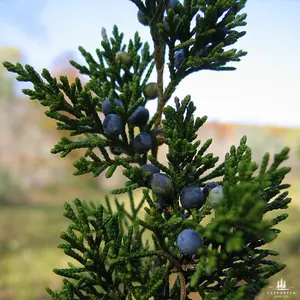Eastern Red Cedar Tree Seeds-(Juniperus Virginiana)