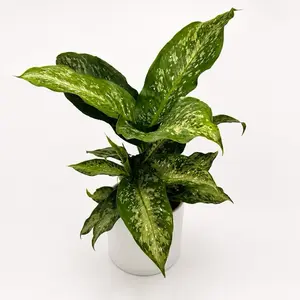 Dieffenbachia memoria corsii 6" Pot Houseplant with Large Heart-Shaped Leaves for Home Decor & Interior Design United States