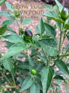 Chiltepin, (chile tepin) Chile Bolita  Pepper Non GMO Rare Live Starter Bearing Size Plant