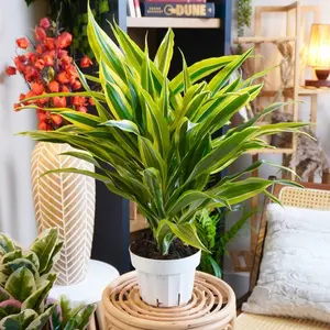 XL Dracaena “Green Stripe” - 6 Inch Pot