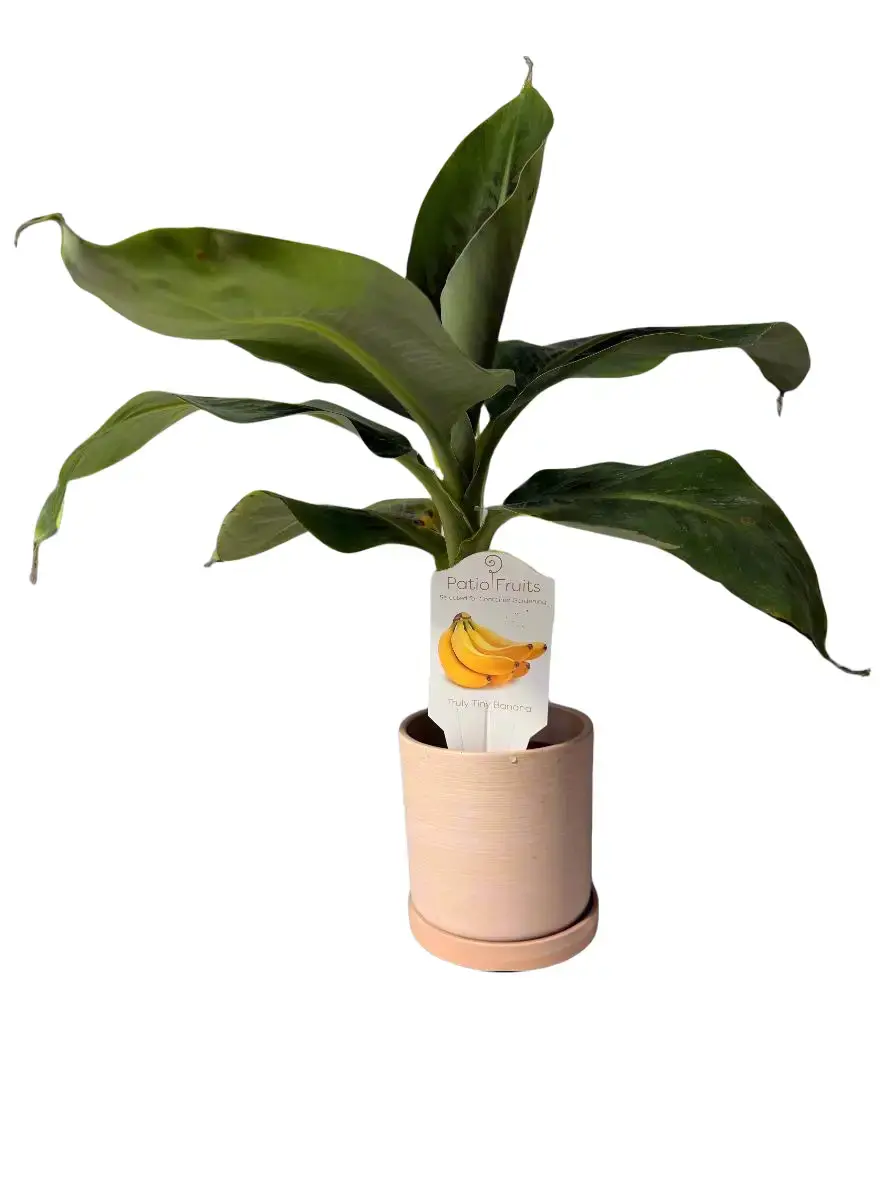 Dwarf Truly Tiny Banana Tree - Organically Grown Tropical House Plant, Decorative Edible Option for Home Garden, Small Potted Choice to Grow Fruit, Easy-Care Tree