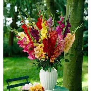 Gladiolus  bulbs- Mix color  (10 Bulbs),Summer flowering,