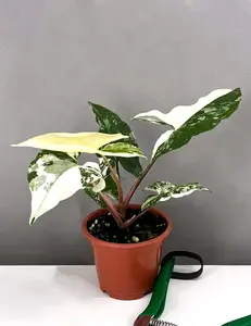 Syngonium Albo