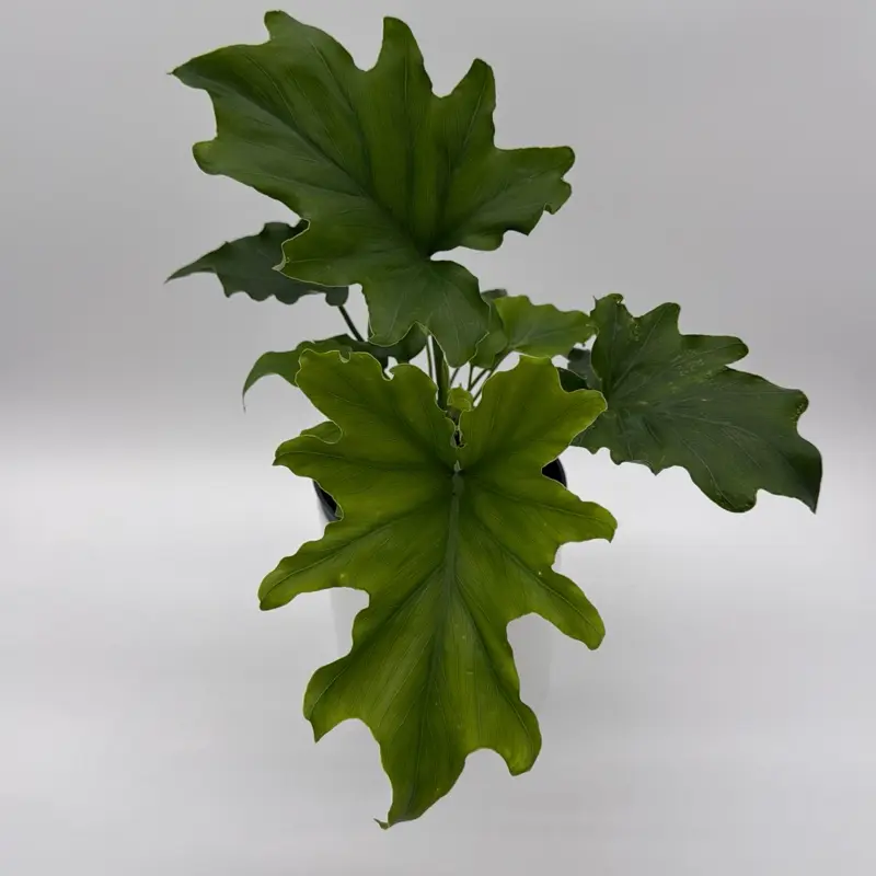 how to propagate tree philodendron - TikTok Shop