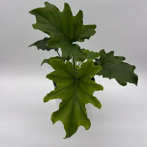 Philodendron Lickety Split 6" Pot Philo Hope House Plant with Unique Leaves for Indoor Home Decoration Low Maintenance Tropical Vibes