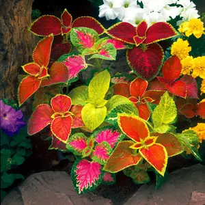 Coleus Seed Mixes for Home Garden - 8000+ Seeds for Outdoor Foliage & Colorful Ground Cover - All Seasons Planting - 50g Compact Pack - Easy Gardening