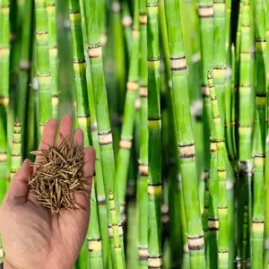 50 Dwarf Bamboo Seeds