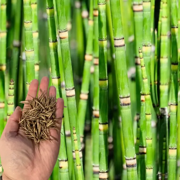50 Dwarf Bamboo Seeds