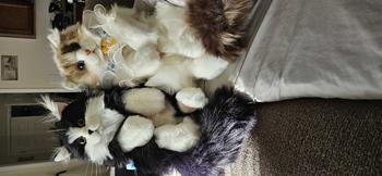 product review image from Chattycatty 1