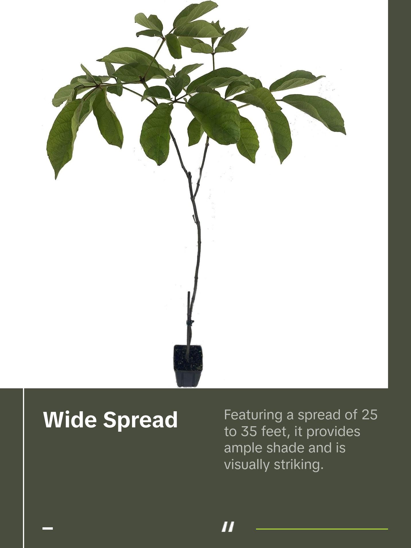 Yellow Tabebuia Trumpet Tree - Live Plants in 4 Inch Pots - Handroanthus Chrysanthus - Beautiful Flowering Tree