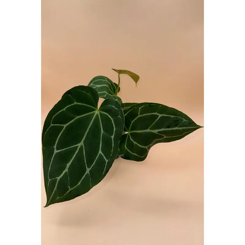 anthurium greige - TikTok Shop