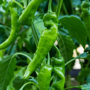 Anaheim Pepper Seeds
