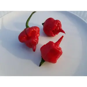 Carolina Reaper Hot Pepper- 10+ Seeds