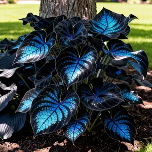 Bluecore Obsidian Hosta Seeds 800-Pack Perennial Shade Plant for Garden &  Non-GMO Easy Care Versatile Growth Ideal for Borders & Woodland Paths