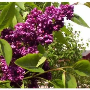 Green River 25 Dark Purple Lilac Seeds- Perennial Flower Seeds for Planting, Fragrant Blooms for Cottage Gardens, Backyard Charm, Rare Spring Beauty, Seeds for Gardening, Flower Seeds for Sale
