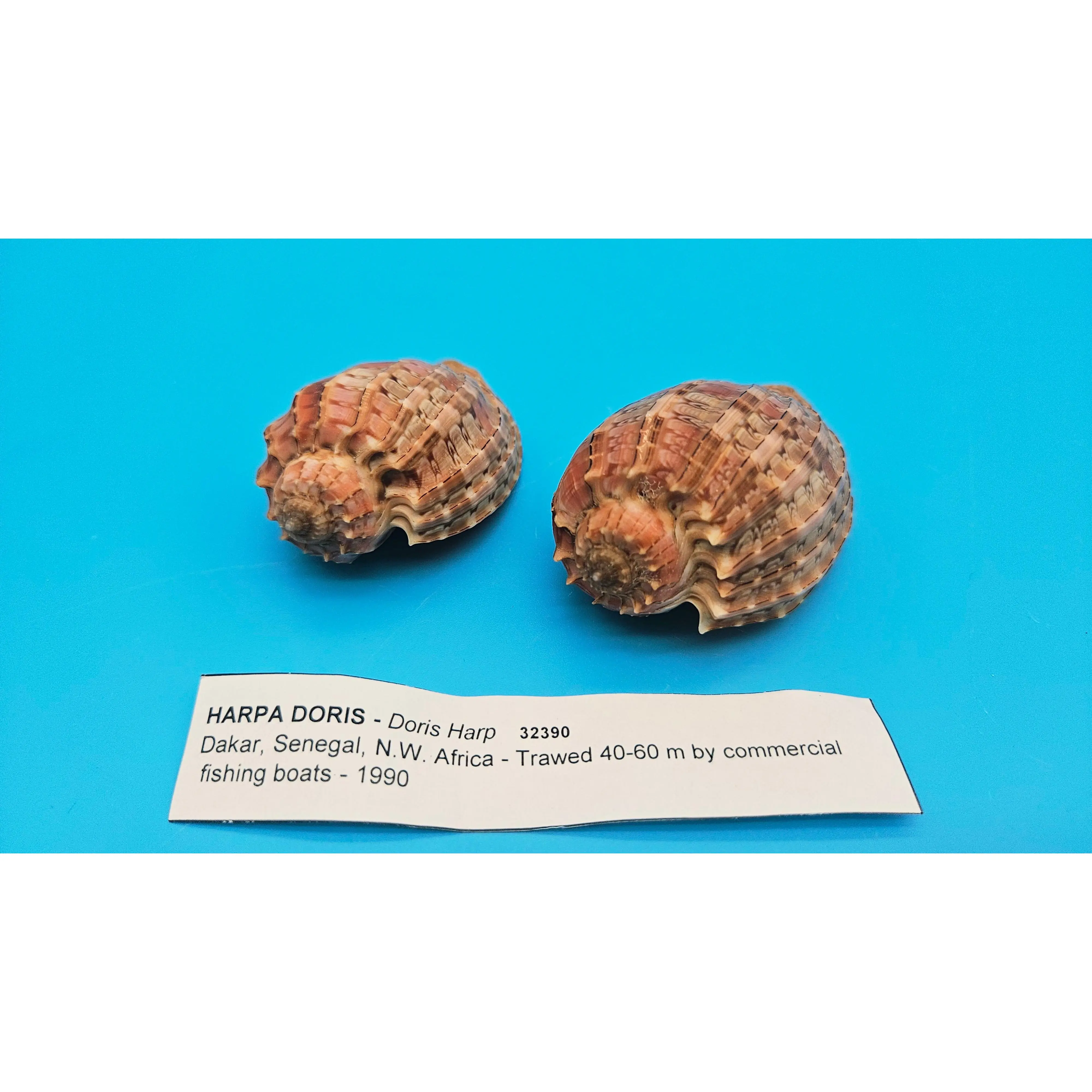 HARPA DORIS - The Authentic Doris Harp Shell (Pair)