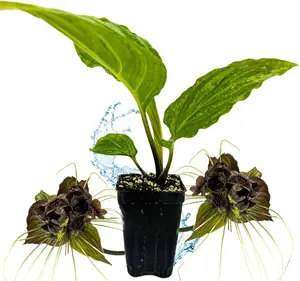 Black Bat Flower Plant - Tacca chantrieri